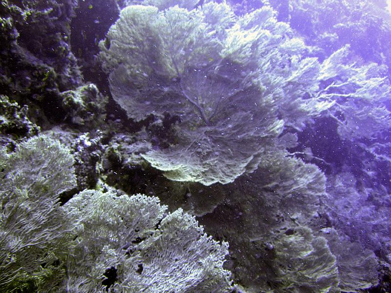 SAFAGA 07  2008 011.jpg